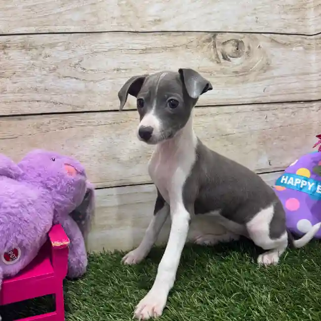 Female Italian Greyhound Puppy for Sale in Braintree, MA
