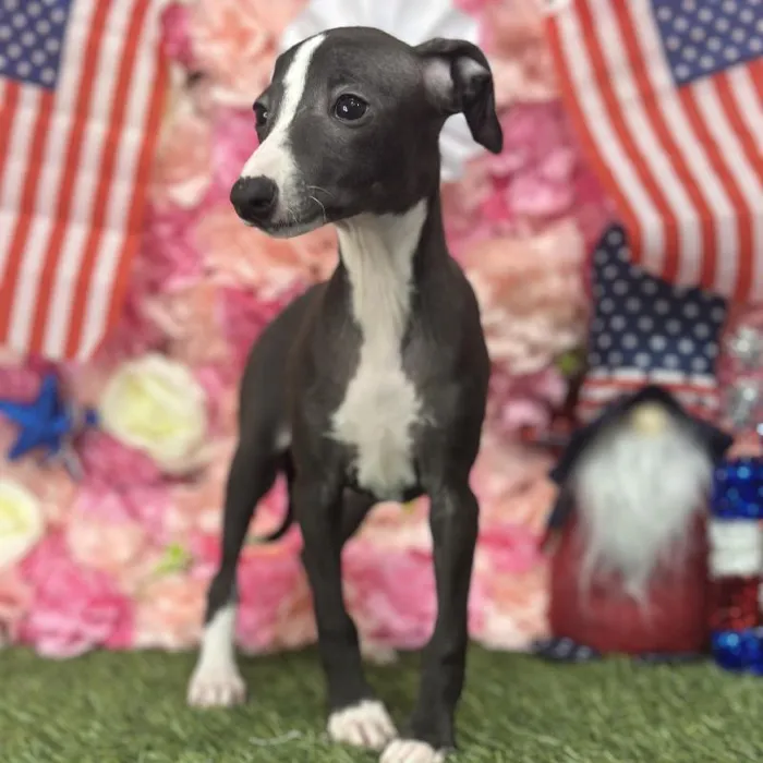 Male Italian Greyhound Puppy for Sale in Saugus, MA