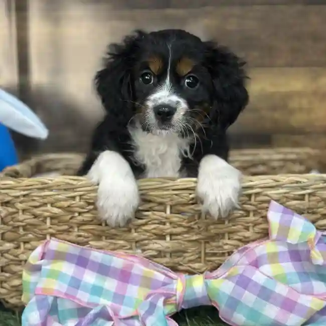 Female Aussalier Puppy for Sale in Saugus, MA