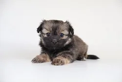 car_main_img_/media/ap_media/pets/THQFHUHGQYNY186808.webp.250x250_q85.webp