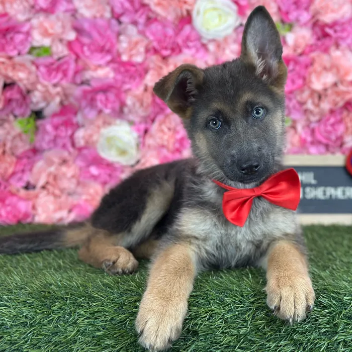 Male German Shepherd Dog puppy named Phil for sale at Pet Express Saugus.