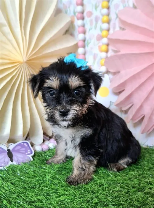 Female Yorkie-Poo 2Nd Gen puppy named Ella for sale at Pet Express Saugus.
