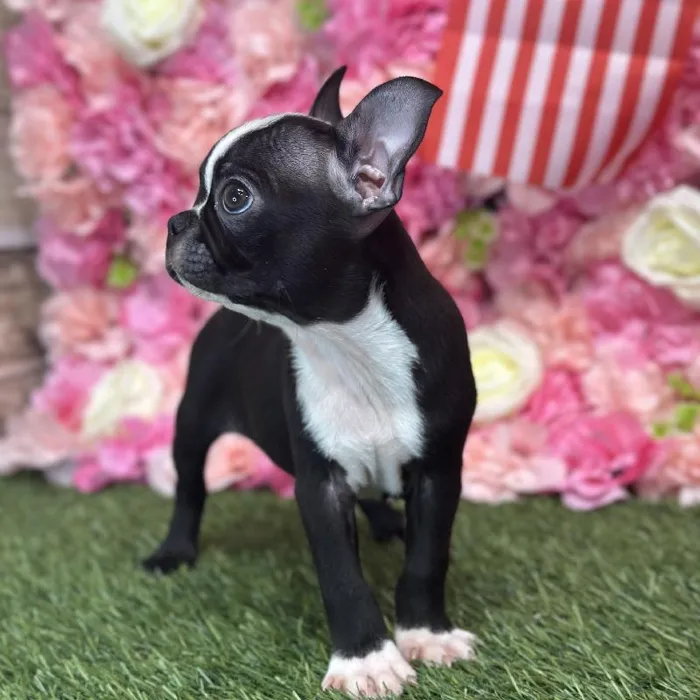 Male Boston Terrier Puppy for Sale in Saugus, MA
