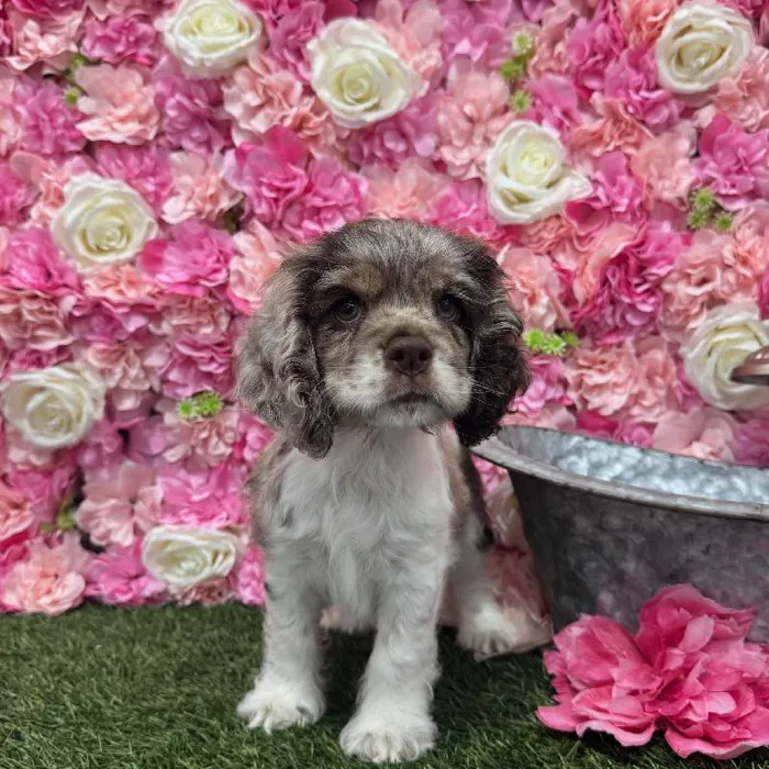 Female Cocker Spaniel Puppy for Sale in Braintree, MA