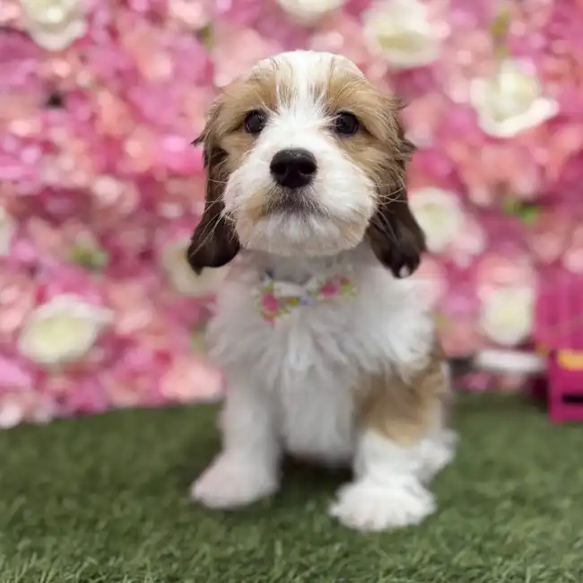 Male Cavanese Puppy for Sale in Braintree, MA