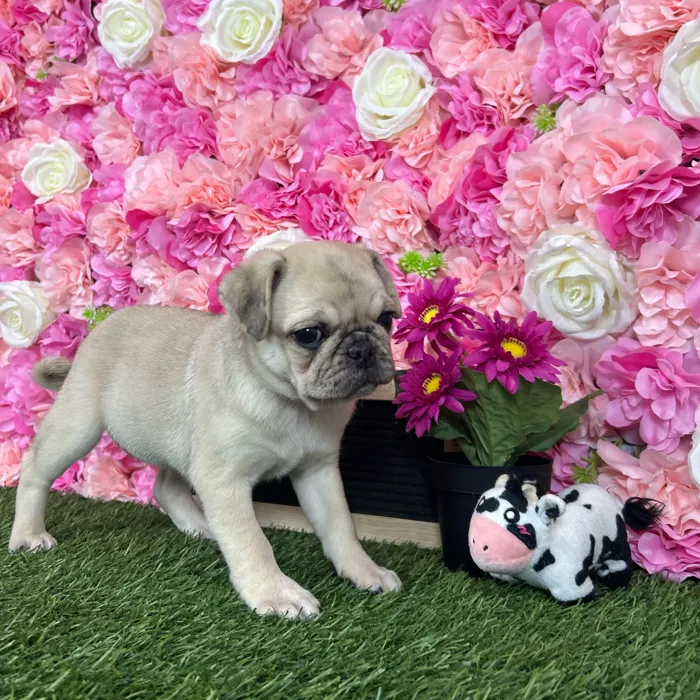 Female Pug puppy named Frida for sale at Pet Express Braintree.