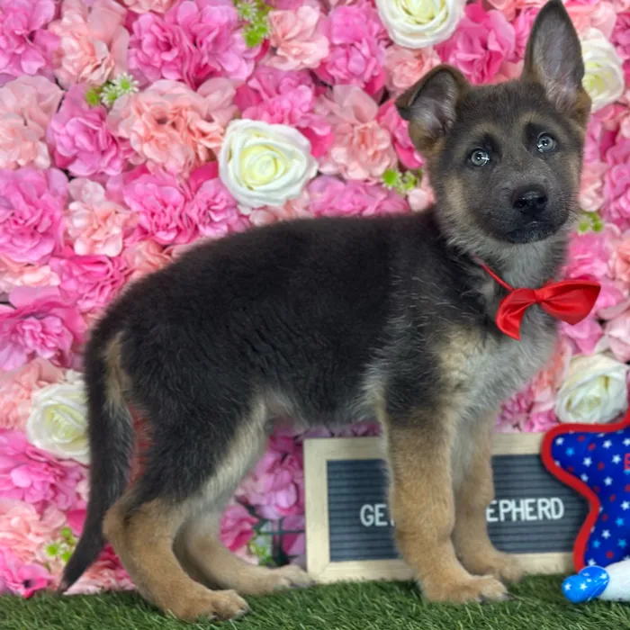 Male German Shepherd Dog puppy named Phil for sale at Pet Express Saugus.