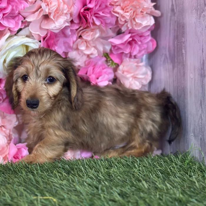 Male Dachshund puppy named Fuego for sale at Pet Express Saugus.
