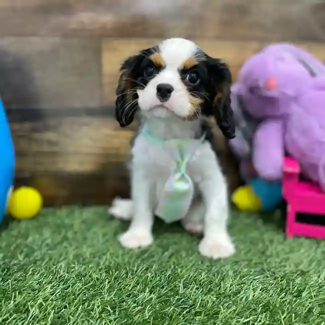 Male Cavalier King Charles Spaniel Puppy for Sale in Braintree, MA