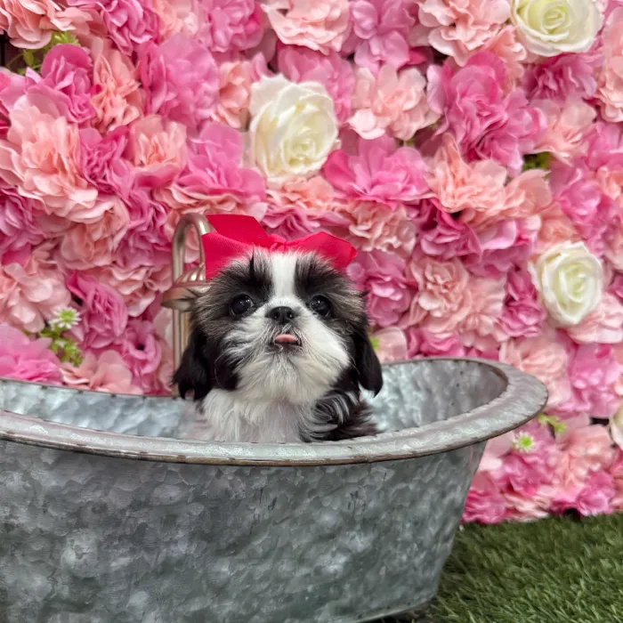 Female Shih Tzu Puppy for Sale in Braintree, MA