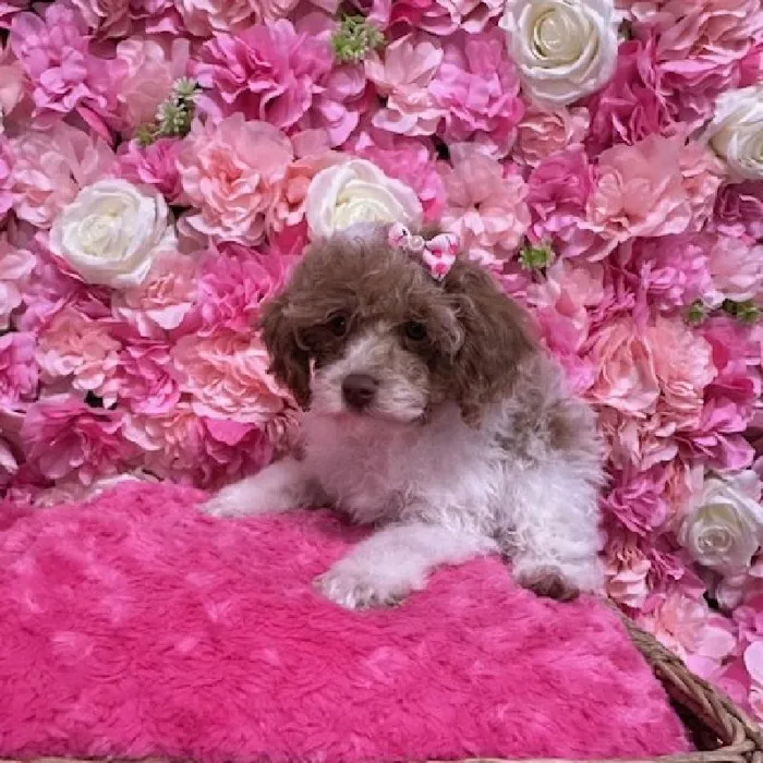 Female Poodle Toy Puppy for Sale in Saugus, MA