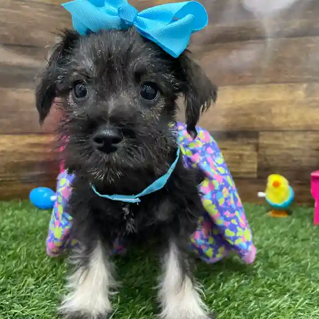 Female Miniature Schnauzer Puppy for Sale in Braintree, MA