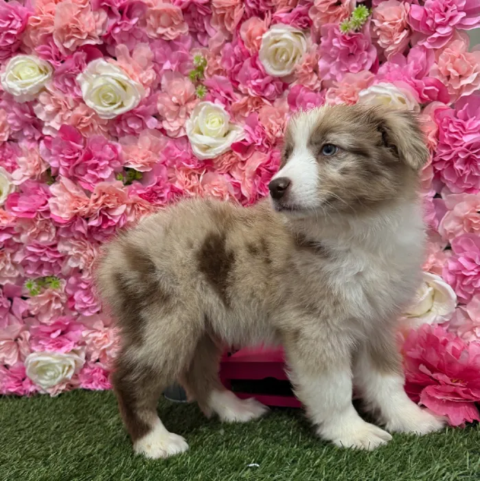 Male Miniature Australian Shepherd Puppy for Sale in Braintree, MA