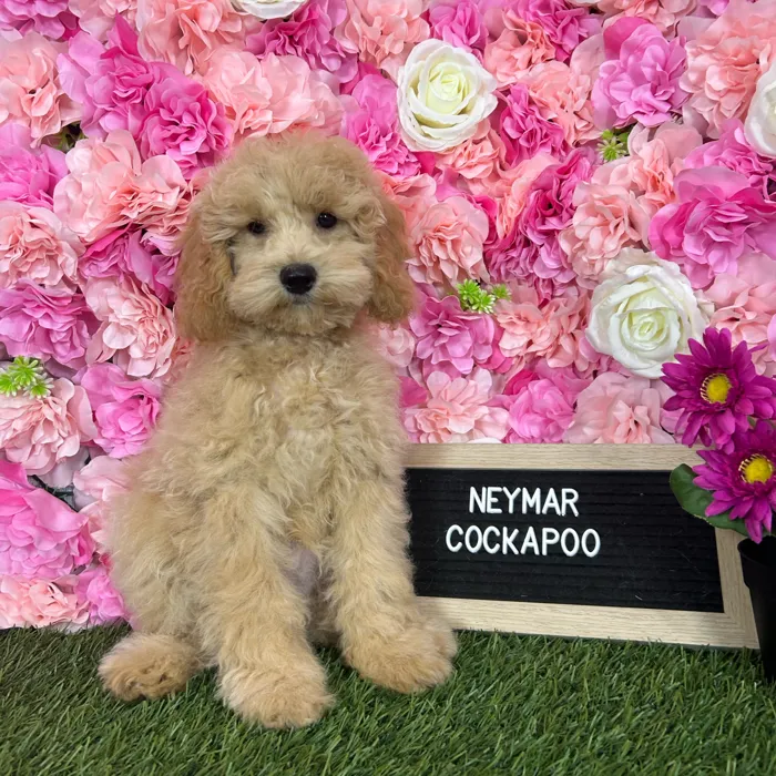 Male Cockapoo 2Nd Gen puppy named Neymar for sale at Pet Express Braintree.