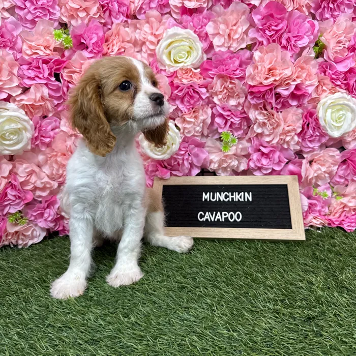 Female Cavapoo puppy named Munchkin for sale at Pet Express Braintree.