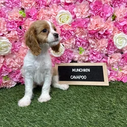 Female Cavapoo puppy named Munchkin for sale at Pet Express Braintree.