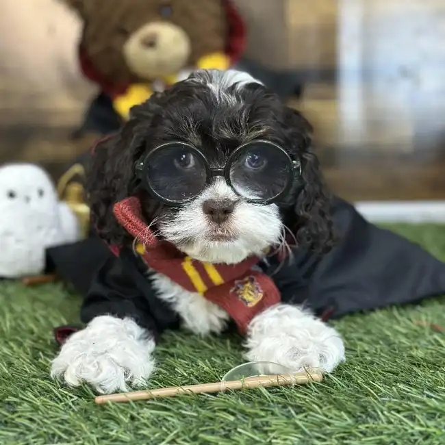 Male Cockapoo Puppy for Sale in Saugus, MA