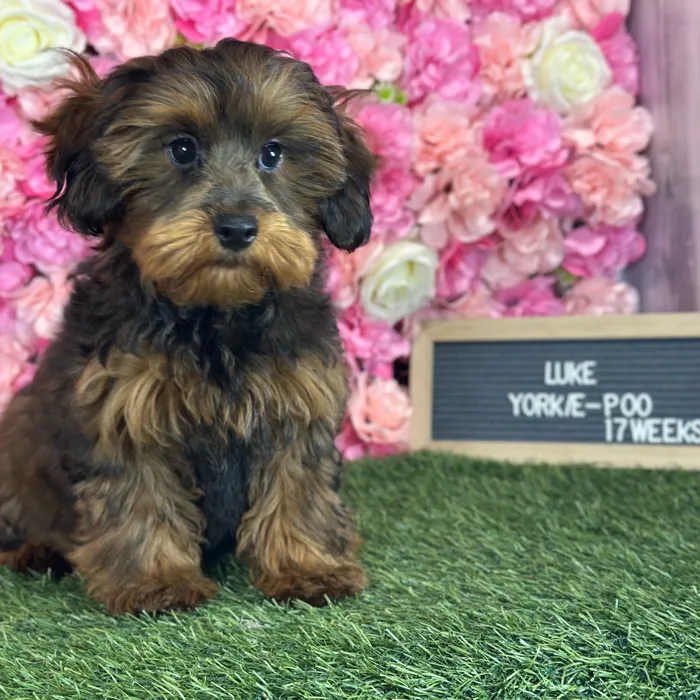 Male Yorkie-Poo puppy named Luke for sale at Pet Express Saugus.