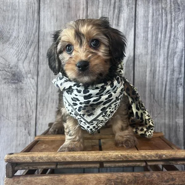 Female Cavanese puppy named Honey Boo Boo for sale at Pet Express Saugus.