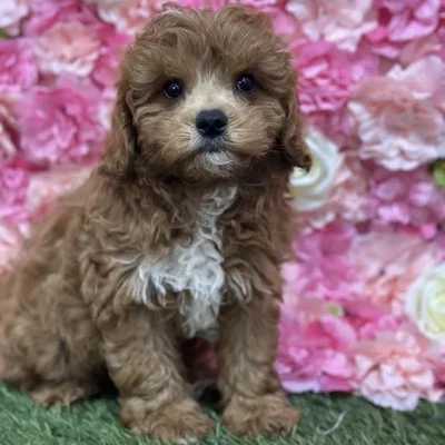 Male Cavapoo Puppy for Sale in Saugus, MA