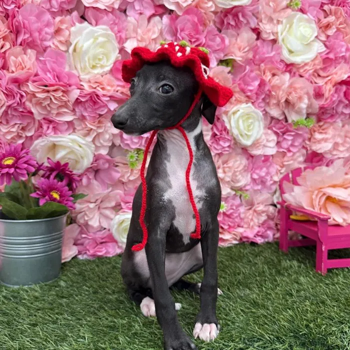 Female Italian Greyhound Puppy for Sale in Braintree, MA