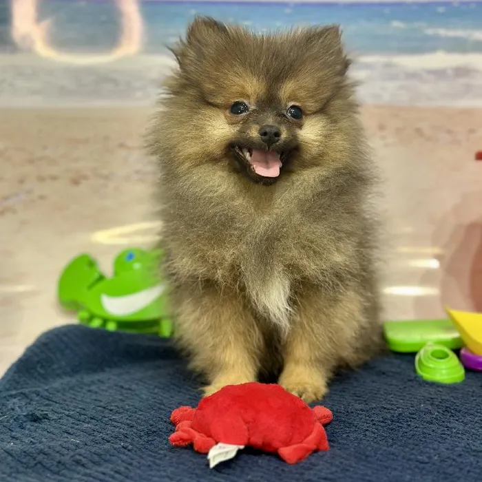 Female Pomeranian Puppy for Sale in Saugus, MA