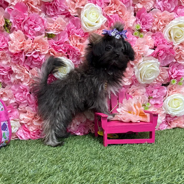 Female Shiranian Puppy for Sale in Braintree, MA