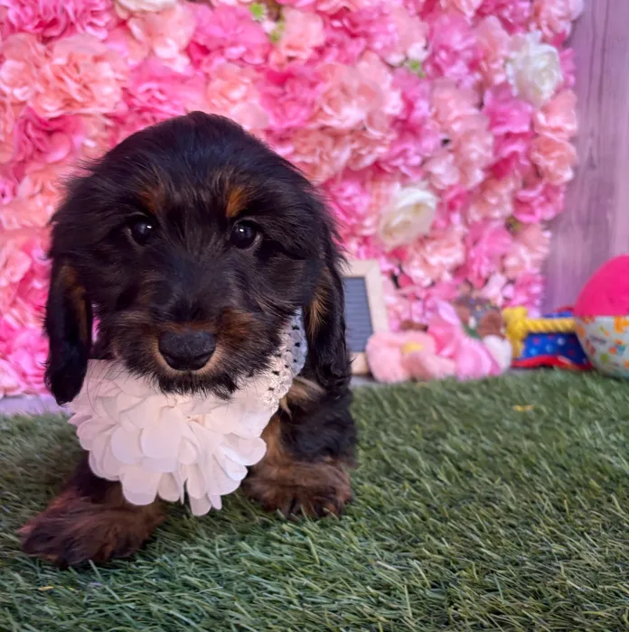 Female Dachshund puppy named Kit for sale at Pet Express Saugus.