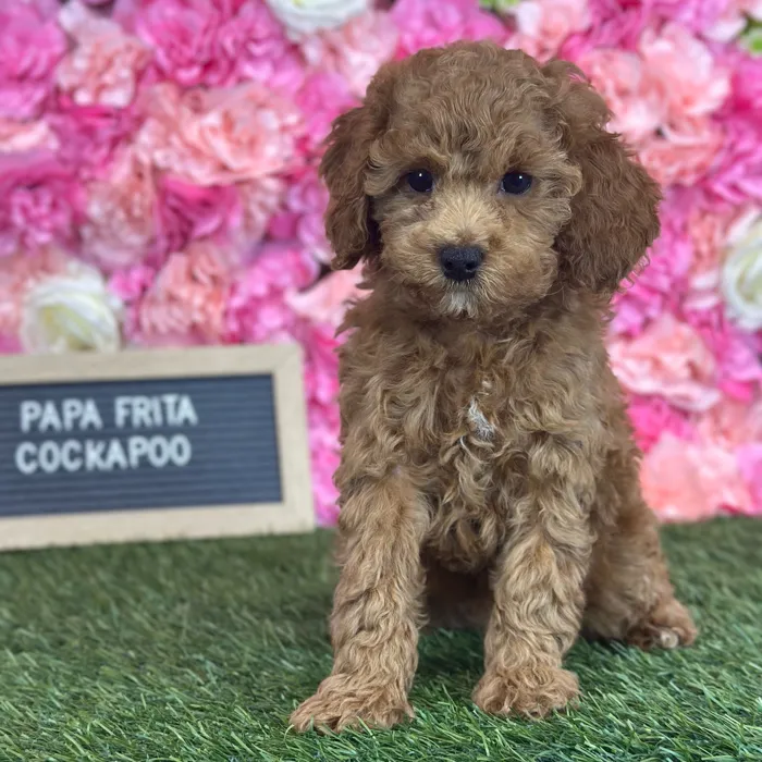 Female Cockapoo 2Nd Gen puppy named Papa Frita for sale at Pet Express Saugus.