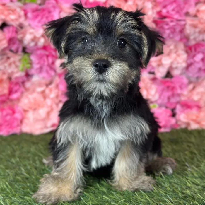 Female Yorkie-Poo 2Nd Gen puppy named Ella for sale at Pet Express Saugus.