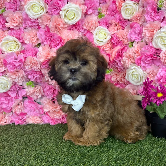 Male Shih-Poo puppy named Reese for sale at Pet Express Braintree.