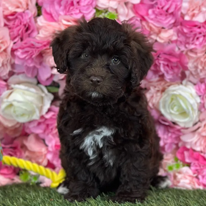 Female Havapoo puppy named Whitney for sale at Pet Express Saugus.