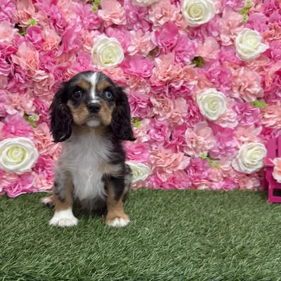 Female Cavalier King Charles Spaniel Puppy for Sale in Braintree, MA