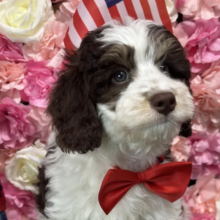 Male Mini Bernedoodle 2nd Gen Puppy for Sale in Saugus, MA