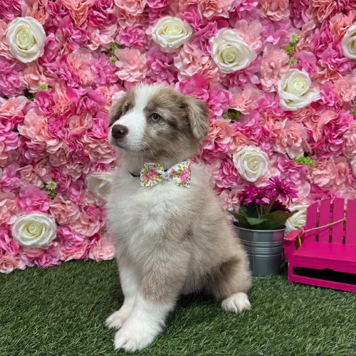 Male Miniature Australian Shepherd Puppy for Sale in Braintree, MA