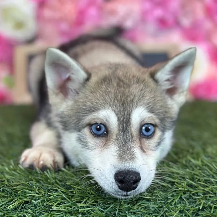 Female Alaskan Klee Kai puppy named Gloria for sale at Pet Express Saugus.