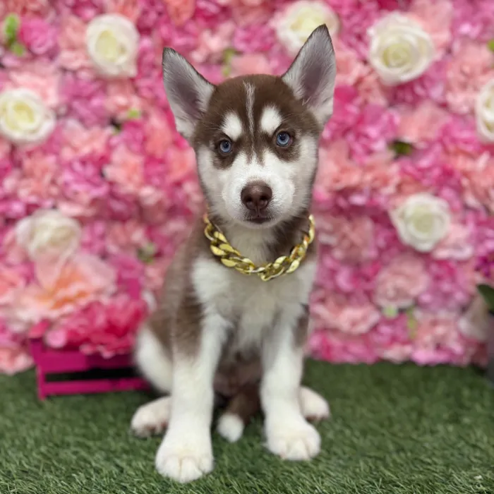 Male Siberian Husky Puppy for Sale in Braintree, MA