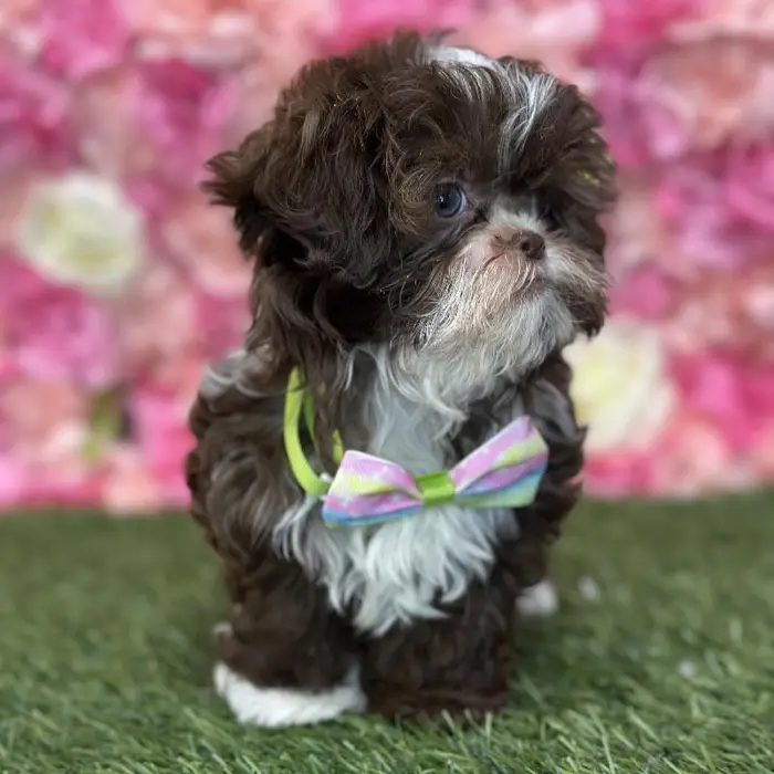 Male Shih-Poo Puppy for Sale in Saugus, MA