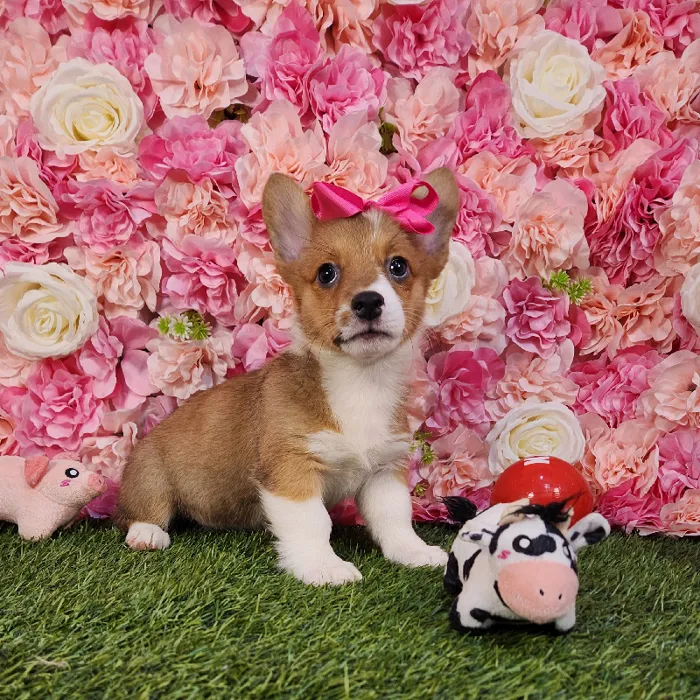 Female Pembroke Welsh Corgi puppy named Raya for sale at Pet Express Braintree.
