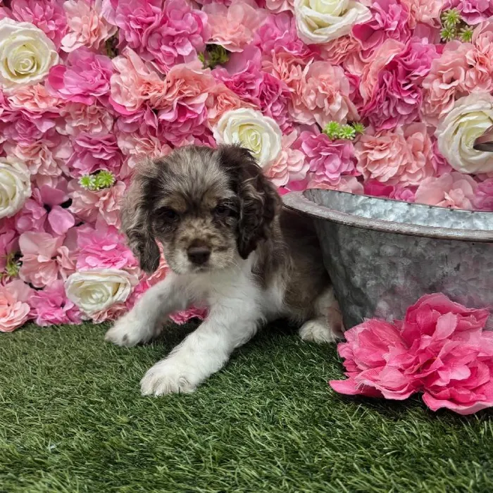 Female Cocker Spaniel Puppy for Sale in Braintree, MA