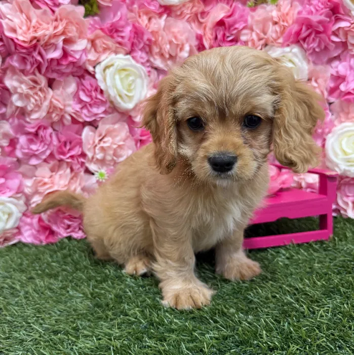 Male Cavapoo 2nd Gen Puppy for Sale in Braintree, MA