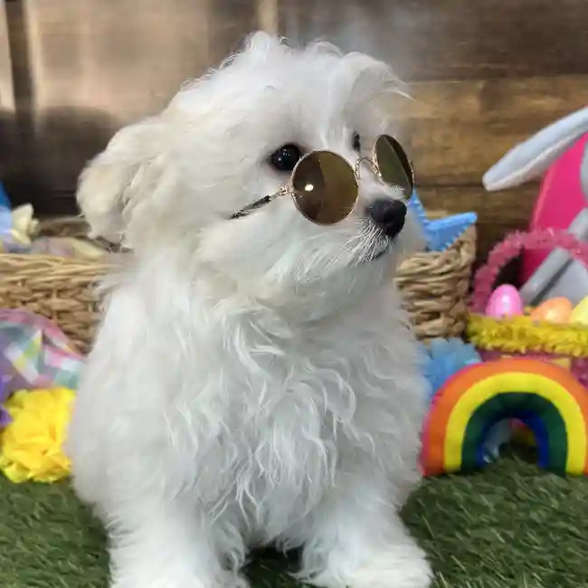 Male Malti-Poo Puppy for Sale in Saugus, MA
