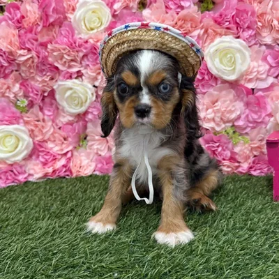 Male Cavalier King Charles Spaniel Puppy for Sale in Braintree, MA