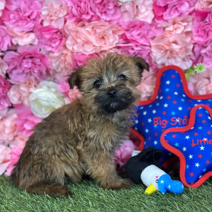 Female Cairn Terrier puppy named Suzie Q for sale at Pet Express Saugus.