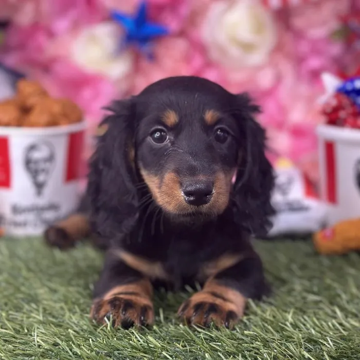 Female Dachshund Puppy for Sale in Saugus, MA