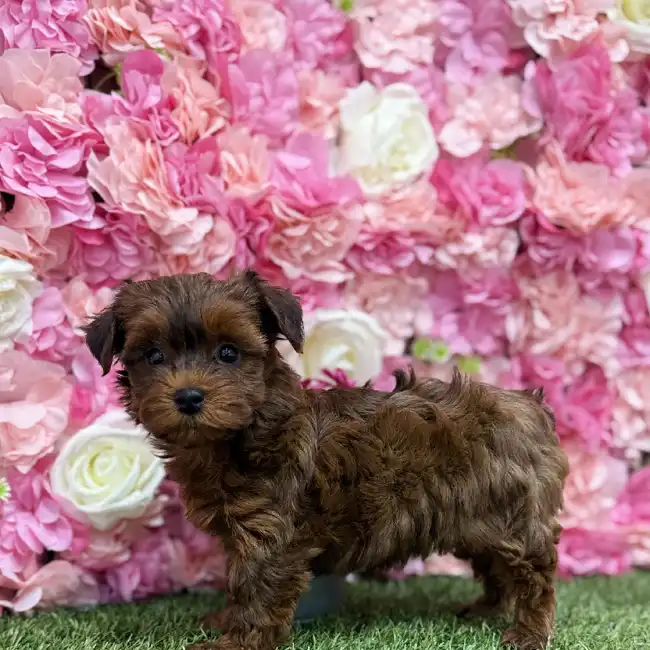 Female Yorkie-Poo Puppy for Sale in Braintree, MA