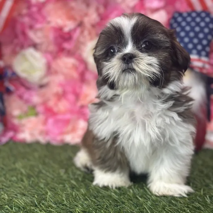 Male Shih Tzu Puppy for Sale in Saugus, MA