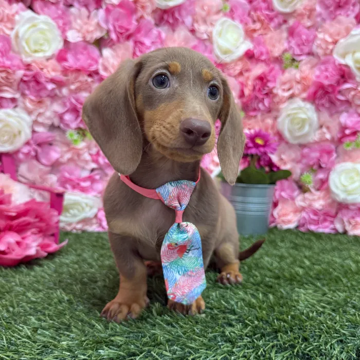 Male Dachshund Puppy for Sale in Braintree, MA