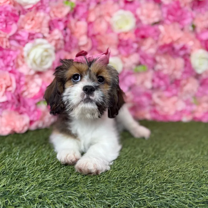 Female Lhasalier puppy named Belle for sale at Pet Express Braintree.