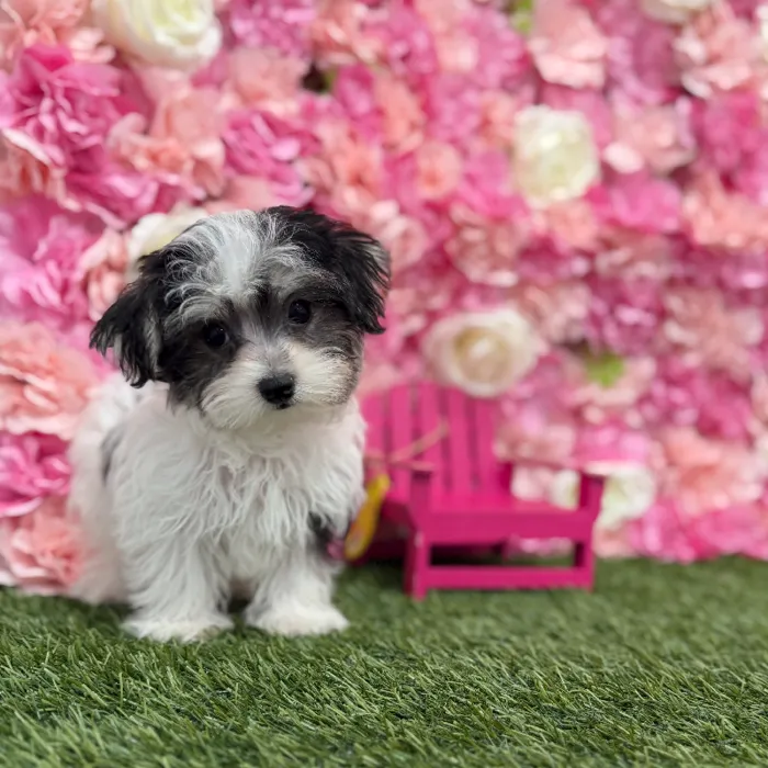 Male Morkie Puppy for Sale in Braintree, MA